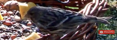 Verzellino giovane?  S� !